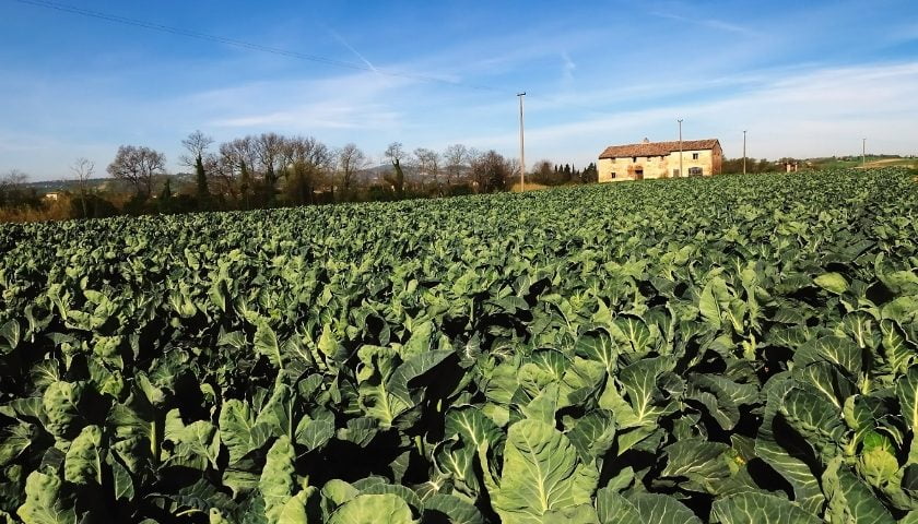 Robots cauliflower