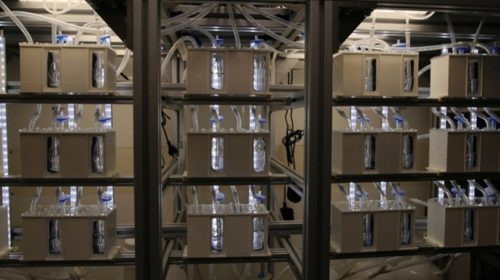 Živé cihly, které generují energii v domácnosti