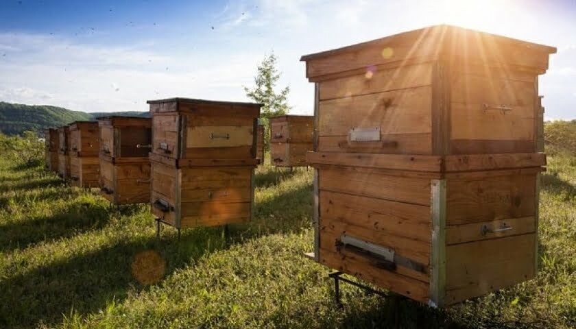 včelí úly IoT