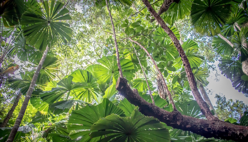 Daintree prales